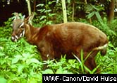 saola.jpg (15289 bytes)